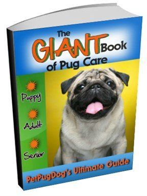 Best toys clearance for pugs